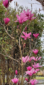 Magnolia 'Ricki'