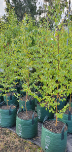 Silver Birch