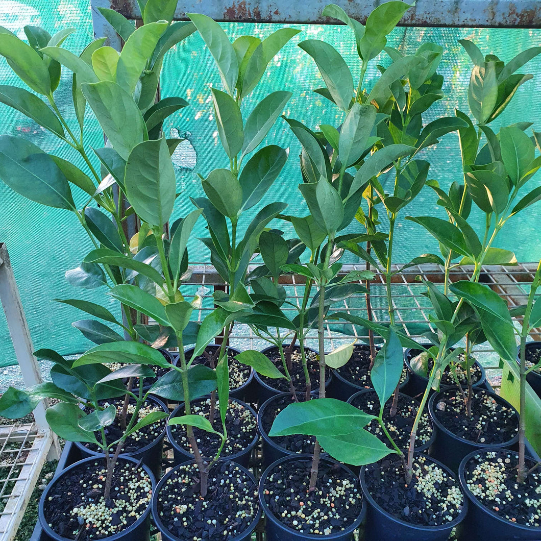 Viburnum odoratissimum