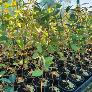 Viburnum Tinus