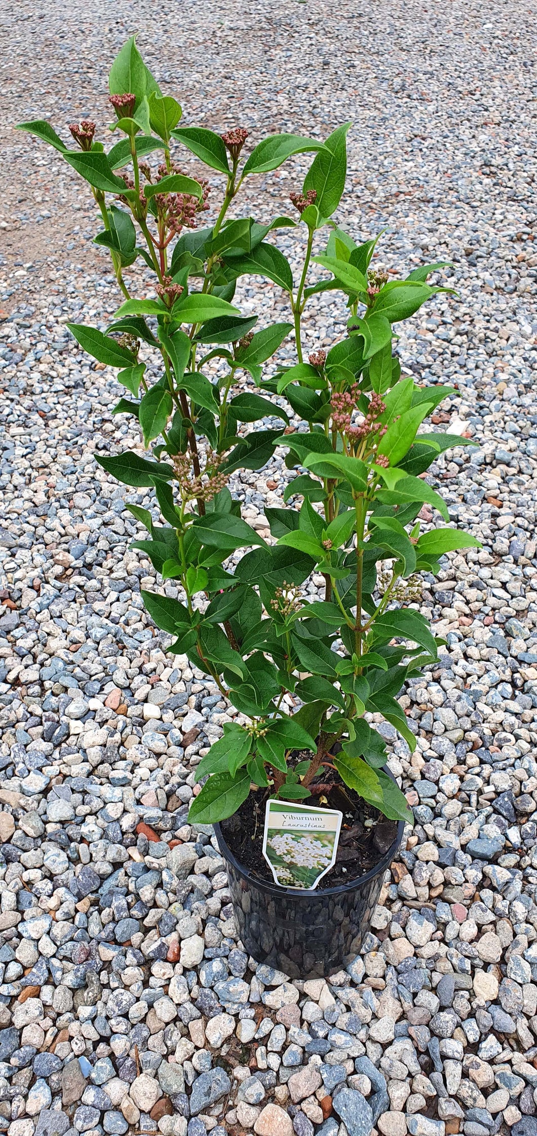 Viburnum Tinus