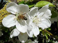 Load image into Gallery viewer, White Flowering Crab Apple ~ Malus trilobata
