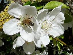 White Flowering Crab Apple ~ Malus trilobata